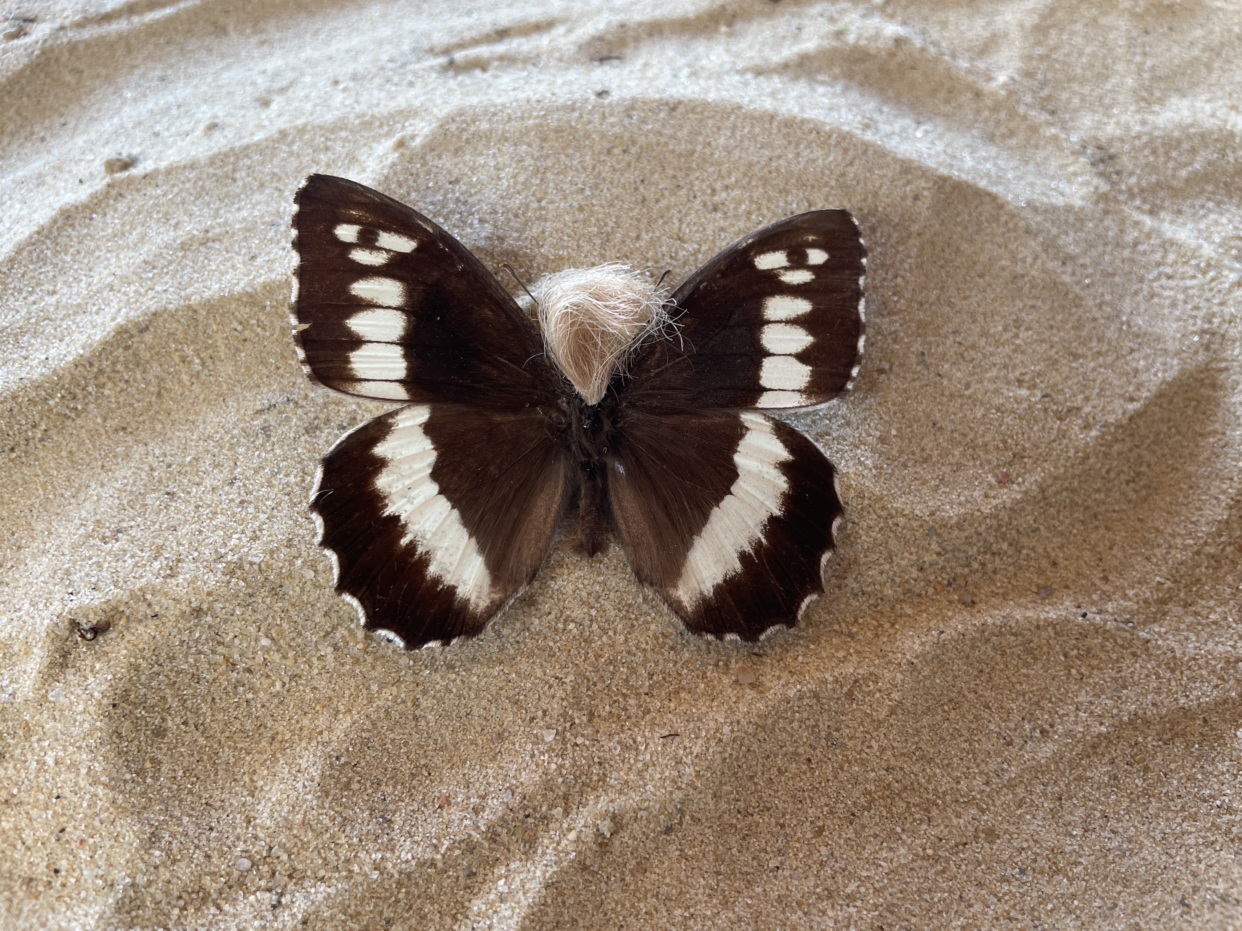 Neopalpa Donaldtrumpi Moth